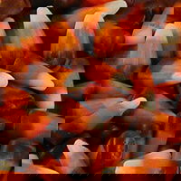  Indian Corn-71