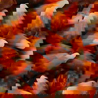 Indian Corn - 10075186057299